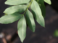 Sapindus mukorossi