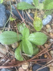 Plantago virginica