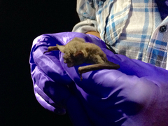 Myotis sodalis