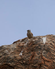 Emberiza capensis