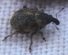 Rhinoncus inconspectus