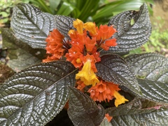 Chrysothemis pulchella