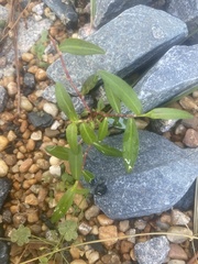 Alternanthera philoxeroides