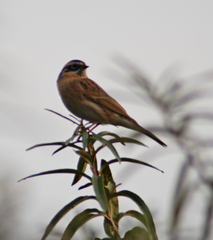 Prunella atrogularis