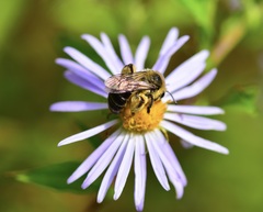 Andrena asteris