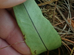 Polypodiaceae