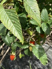 Rubus fraxinifolius
