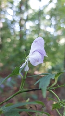 Aconitum uncinatum