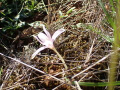 Colchicum longifolium