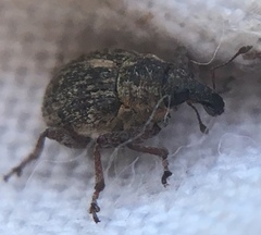 Rhinoncus inconspectus