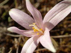Colchicum longifolium