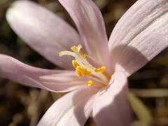 Colchicum longifolium