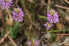 Polygala curtissii