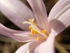 Colchicum longifolium