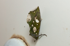 Eudocima hypermnestra