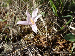 Colchicum longifolium