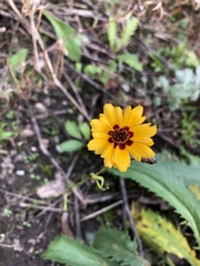 Coreopsis tinctoria