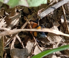 Nicrophorus vespilloides