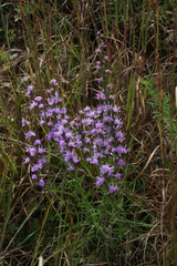 Liatris pilosa