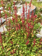 Rumex nivalis