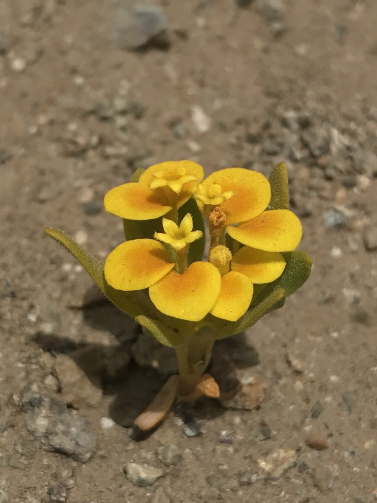 Rubioideae