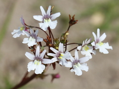Nemesia bicornis