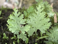 Hymenophyllum