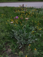 Centaurea scabiosa adpressa