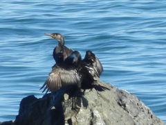 Phalacrocorax capillatus