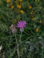 Centaurea scabiosa adpressa