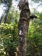 Ganoderma applanatum