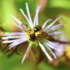 Andrena robervalensis