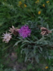 Centaurea scabiosa adpressa