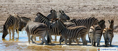Equus quagga burchellii
