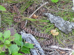 Gloydius intermedius