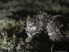 Hippocampus hippocampus