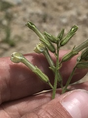 Nicotiana corymbosa