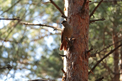 Perisoreus infaustus