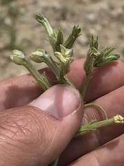 Nicotiana corymbosa