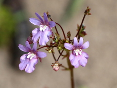 Nemesia bicornis