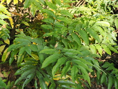 Sapindus mukorossi