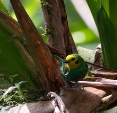 Chlorochrysa nitidissima