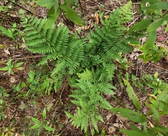 Dryopteris campyloptera
