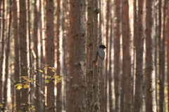 Perisoreus infaustus