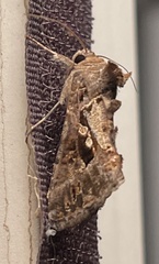 Chrysodeixis