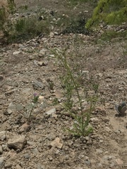 Nicotiana corymbosa
