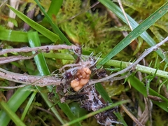 Collybia