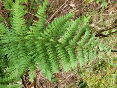 Dryopteris campyloptera
