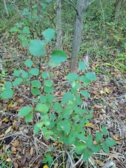 Symphoricarpos orbiculatus