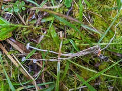 Collybia